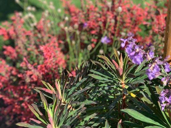 perennial plant selection