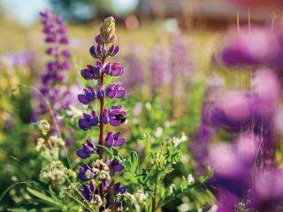 Gardening in a new era - SPRUCE Fall Issue 2022