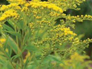 Gardening in a new era - SPRUCE Fall Issue 2022