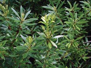 Gardening in a new era - SPRUCE Fall Issue 2022