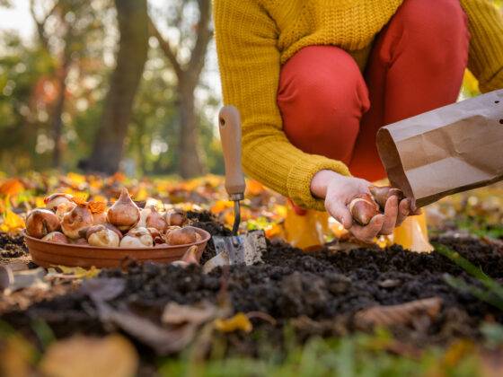 Spruce Tips - Sept 22nd