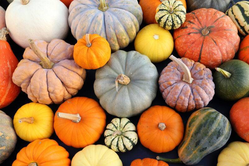 Spruce tips - Oct 20