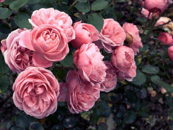 Pigskin gauntlet gloves